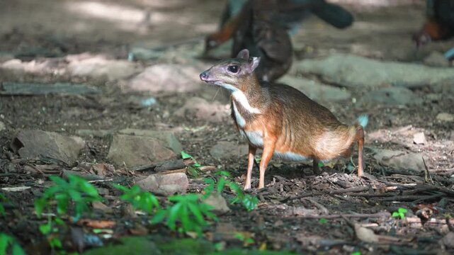Lesser mouse-deer (Tragulus kanchil ) forage on the ground in the forest.