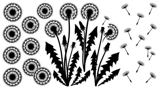 Black and white dandelion silhouette set with seed heads blowing in the wind and circular floral elements