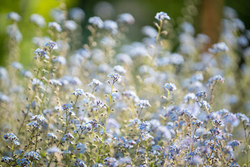 Obraz premium Spring meadow full of blooming small blue Forget-me-not delicate decorative garden flowers, tiny wild Myosotis sylvatica flowers growing outdoors on green grassy field, blossoming lawn in springtime.