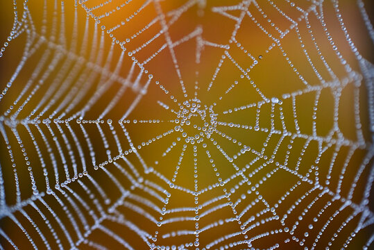 spider web with dew drops