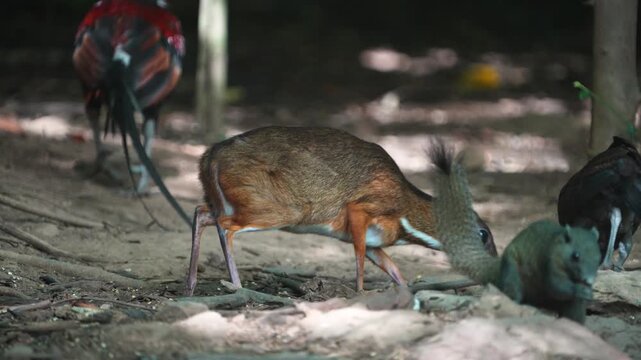 Lesser mouse-deer (Tragulus kanchil ) forage on the ground in the forest.