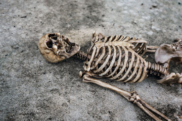 Dark Human skeleton model lying on old abandoned concrete floor. view of skull and rib cage. concept of forensic science, death mystery and crime scene investigation. © Panupong