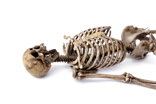 Full upper body dark corpse human skeleton model in a relaxed supine position isolated on white background. Clear view of skull jaw open.
