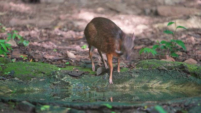 Lesser mouse-deer (Tragulus kanchil ) forage on the ground in the forest.