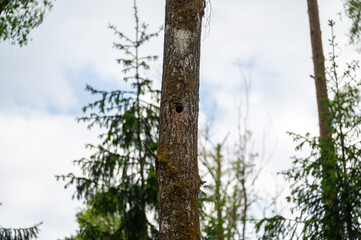 Fototapeta premium Woodpecker nesting hole in a tree