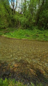 Sunlight filters through tall. Gradac River, Serbia. Vertical