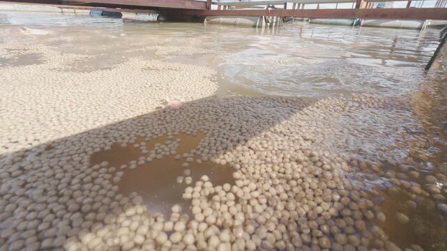 Feeding fish with commercial pellets at an aquaculture floating cage in An Hiep, Mekong Delta