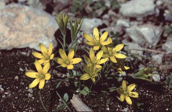 Gagea Peduncularis or Long-stalked Star-of-Bethlehem