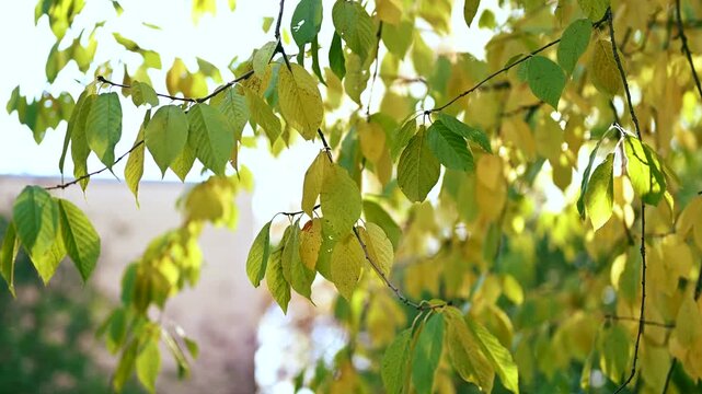 A scenic autumn leaves in the park with colorful fall foliage.  beautiful autumn nature in the forest. Vibrant color Maple Leaves in Autumn Falling from trees.
