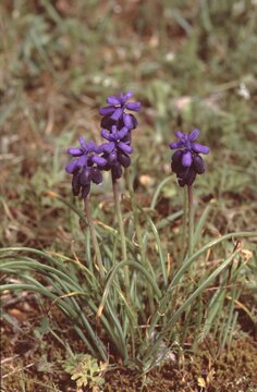 Muscari neglectum or common grape hyacinth
