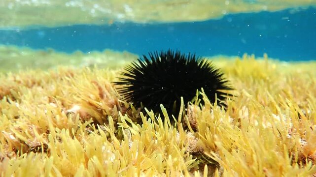 urchin, sea, sea urchin, animal, black, underwater, marine, black sea urchin, mediterranean sea, food, ocean, nature, isolated, life, wildlife, echinus, summer, echinodermata, seafood, water, natural.