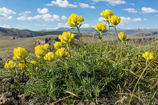 Yellow astragalus flowers sway on a sunny hillside, captured in a gentle breeze.