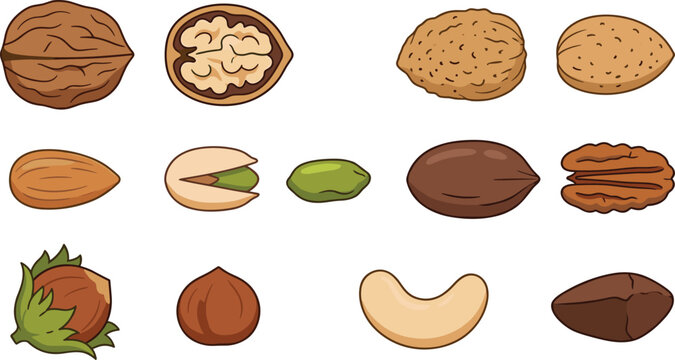 Edible Raw Mixed Nuts Icon Vector Illustration Set with Isolated Whole and Halved Walnut Almond Pistachio Pecan Hazelnut Cashew and Brazil Nut Symbols