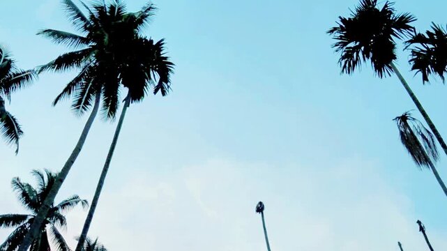 Low-angle panning shot of tall coconut and areca palm trees silhouetted against a clear blue sky. 