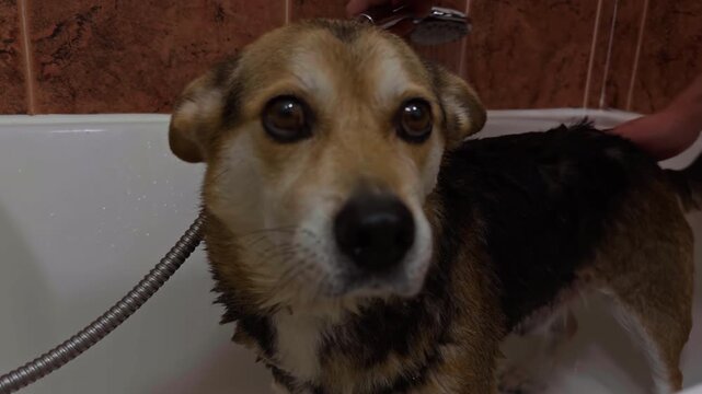 Close up portrait of dog during bath time at home.

Detailed close-up of a corgi mix dog's face while shampoo is being rinsed away. Funny and patient expression creates a relatable pet grooming 