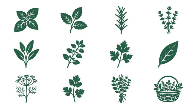 Premium flat minimal vector icon set of 12 herbal plants: basil leaves, mint leaves, rosemary sprig, thyme herb, sage leaves, oregano herb, parsley leaves, bay leaf, dill herb, coriander leaves