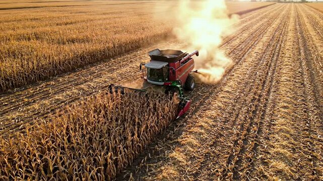Harvesting corn on a sunny day in a large field in autumn