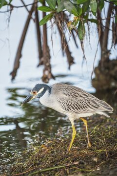 Yellow-crowned Night Heron (Nyctanassa violacea) looking for food, Sanibel Island, J.N. Ding Darling National Wildlife Refuge, Florida, USA
