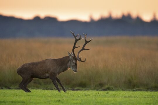 Red deer (Cervus elaphus), rut, Hoenderloo, Gelderland, Netherlands