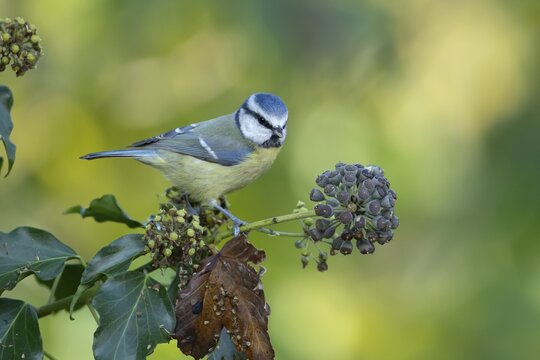 Blue tit (Cyanistes caeruleus) adult garden bird on an Ivy (Hedera helix) tree seed head in autumn, Suffolk, England, United Kingdom
