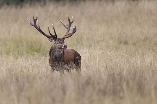 Red Deer (Cervus elaphus), stag, Copenhagen, Denmark