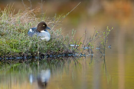 Common goldeneye (Bucephala clangula), Knuth&ouml;jdsmossen, H&auml;llefors, &Ouml;rebro l&auml;n, Sweden