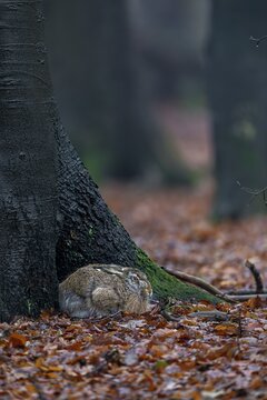 European hare (Lepus europaeus) in its nest on the trunk of a copper beech, camouflage, protection, Germany