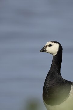 Barnacle goose (Branta leucopsis) adult bird head portrait, RSPB Minsmere nature reserve, Suffolk, England, United Kingdom
