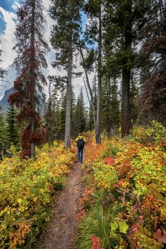 Hiker on a trail between trees and bushes in autumn colors, hiking to Upper Two Medicine Lake, Glacier National Park, Montana, USA
