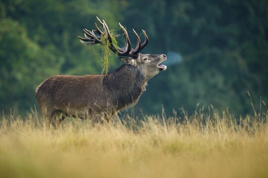 Tube transmitter red deer ( Cervus elaphus) with grass in antlers in the rut, Klamptenborg, Copenhagen, Denmark