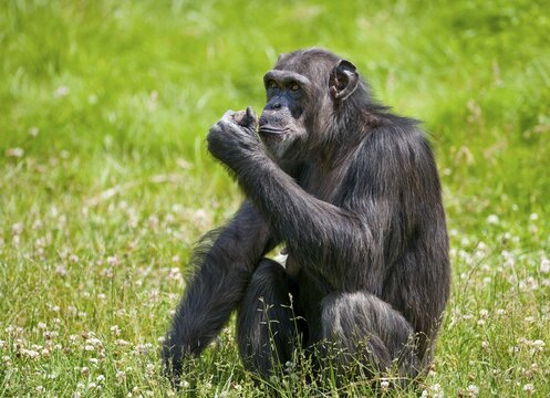Western Chimpanzee or West African Chimpanzee (Pan troglodytes verus), captive, Saxony, Germany