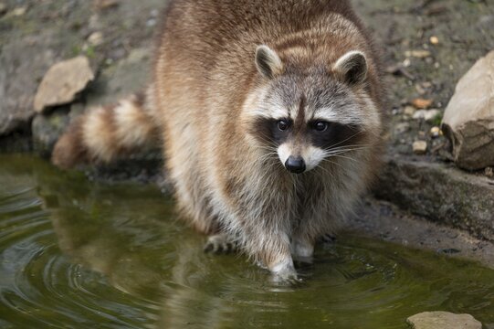 Raccoon (Procyon lotor) standing in water, captive, Germany
