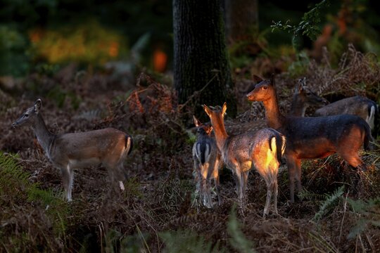 The last rays of the low evening sun penetrate the forest and meet a herd of fallow deer (Dama dama), acorn mast, animal child, autumn, rut, fallow deer rut, October, Germany