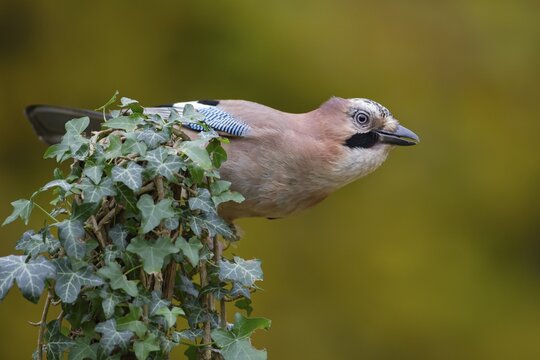 Eurasian jay (Garrulus glandarius) adult bird on an ivy clad tree stump in autumn, England, United Kingdom