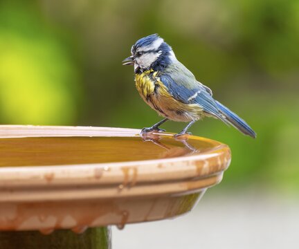 Blue tit (Cyanistes caeruleus) standing on a bird bath, Lower Saxony, Germany