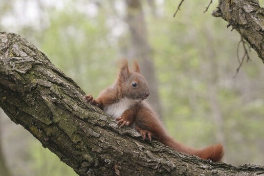 Squirrel (Sciurus) young, about 6 weeks old, Allg&auml;u, Bavaria, Germany, Allg&auml;u, Bavaria, Germany