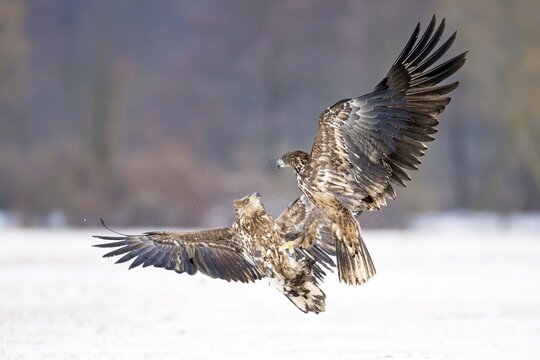 Eagle (Haliaeetus albicilla), fighting in the air, winter, Gostynińsko-Włocławski Park, Poland