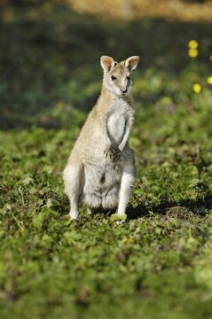 Agile Wallaby (Macropus agilis), Hellabrunn Zoo, Munich, Upper Bavaria, Bavaria, Germany, Europe