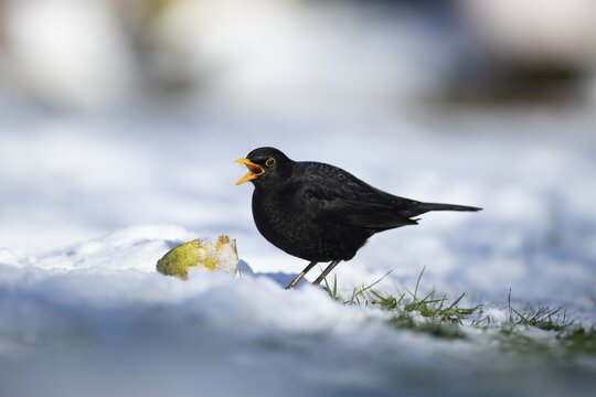 Eurasian blackbird (Turdus merula) adult male garden bird feeding on a pear fruit on a snow covered lawn in winter, England, United Kingdom