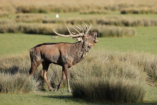 Red deer (Cervus elaphus), stag roaring during the rut, captive, France