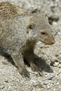 Banded Mongoose (Mungos mungo), Salzburg Zoo, Salzburg, Austria, Europe