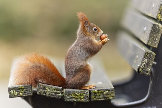 Eurasian red squirrel (Sciurus vulgaris) on a park bench, wildlife, Germany