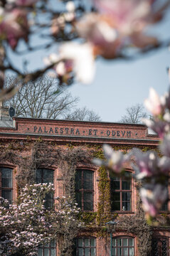 Palaestra et Odeum in Lund framed by magnolia blossoms in spring