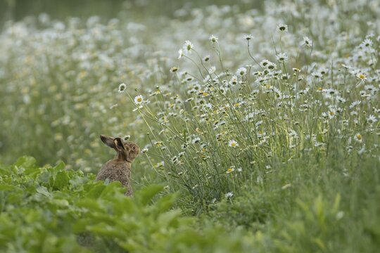 European brown hare (Lepus europaeus) adult animal on the edge of a farmland sugar beet field surrounded with flowering Oxeye daisies, England, United Kingdom