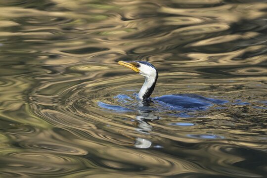 Little pied cormorant (Microcarbo melanoleucos) adult bird on a lake, Melbourne, Victoria, Australia