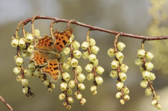 C-moth (Polygonia c-album, Nymphalis c-album) and Japanese pearl tail or early pearl tail (Stachyurus praecox), flowers, native to Asia, ornamental plant, North Rhine-Westphalia, Germany