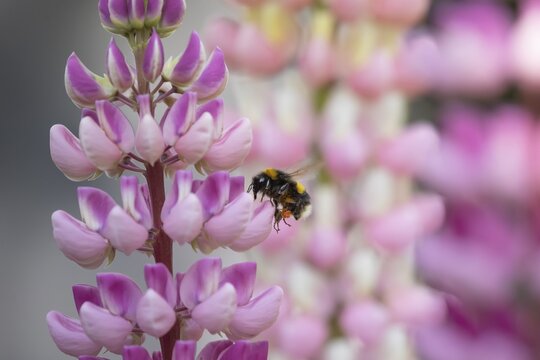 Buff tailed bumblebee (Bombus terrestris) adult bee flying towards a Lupin garden flower in summer, England, United Kingdom