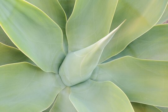 Canary Islands dragon tree agave or gooseneck agave (Agave attenuata), leaves, Fuerteventura, Canary Islands, Spain