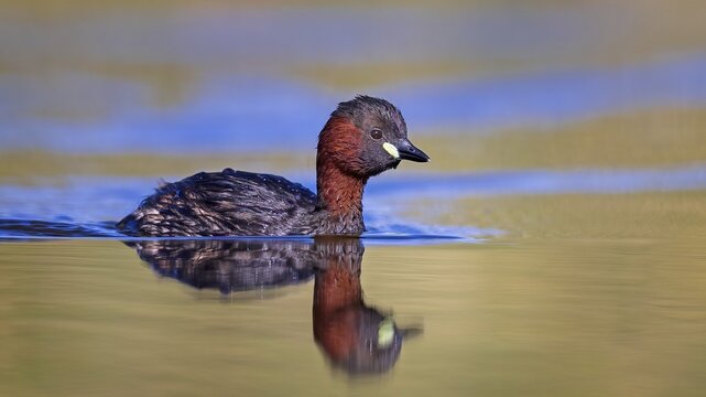 Little grebe (Tachybaptus ruficollis) in breeding plumage, foraging, swimming, sunrise, Middle Elbe Biosphere Reserve, Saxony-Anhalt, Germany