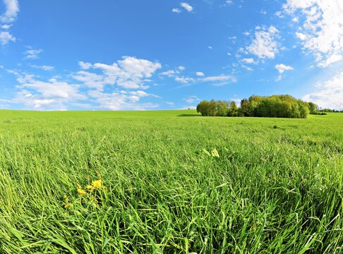 Green meadow with yellow dandelion flowers, Thuringia, Germany